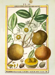 Jabłko Mammee (Mammea americana), akwarela Delahaye