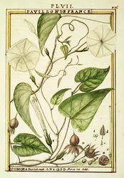 Moonflower lub Moon vine (Ipomoea Alba), akwarela Delahaye