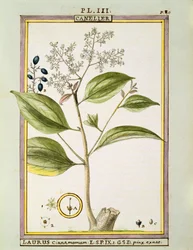 True Cinnamon (Cinnamomum Verum), akwarela Delahaye