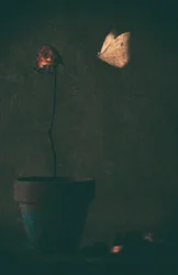Ciemnoróżowy motyl