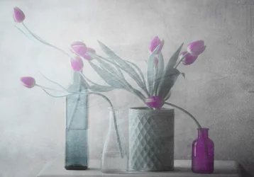 Marzycielskie fioletowe tulipany