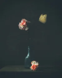 Motyl z gatunku „Moody Carnation”
