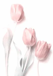 Delikatnoróżowe tulipany