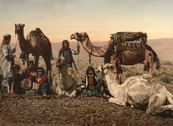 Wielbłądy zatrzymujące się na pustyni, Ziemia Święta, ok. 1890 (odbitka fotomechaniczna)