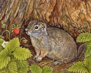 Eagle Creek, Wild Strawberry, Ground Squirrel, 1995 (akryl na panelu)