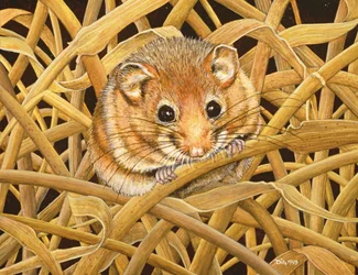 Popielica jadalna, 1993