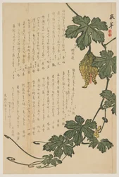 Bitter Melon, 1825 (kolorowy drzeworyt)
