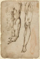 Badania anatomiczne