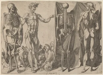 Szkielety i obdarte ze skóry 1540-1545.