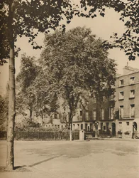 W Pensjonacie: platany z Torrington Square, c1935.