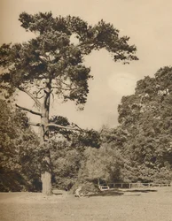 W Hadley Woods, pozostałość po starym królewskim lesie myśliwskim Enfield Chase, c1935.