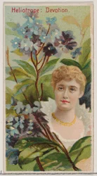 Heliotrop: Devotion, z serii Floral Beauties and Language of Flowers N75 dla Du..., 1892.