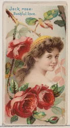 Jack Rose: Bashful Love, z serii Floral Beauties and Language of Flowers N75 for..., 1892.