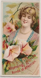 Morning Glories: Bonds of Affection, z serii Floral Beauties and Language of Flowe..., 1892.