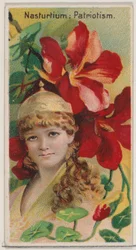 Nasturcja: Patriotyzm, z serii Kwiatowe piękności i język kwiatów N75 za ..., 1892.