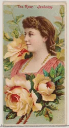Tea Rose: Jealousy, z serii Floral Beauties and Language of Flowers N75 dla Duke..., 1892.