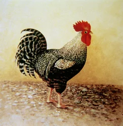 Nakrapiany Kogut (akryl na płótnie)