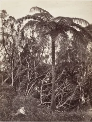 Paproć Drzewna, 1863.