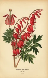 Azjatyckie krwawiące serce, Lamprocapnos spectabilis.