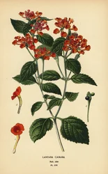 Duża szałwia, ghaneri lub malina, Lantana camara. Chromolithograph z ilustracji Desire Bois z filmu Ulubione kwiaty ogrodu i szklarni Edwarda Stepa, Frederick Warne, Londyn