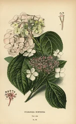 Hortensja wielkokwiatowa, Hortensja macrophylla.