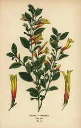 Brazylijska fuksja, Justicia floribunda (Libonia floribunda). Chromolithograph z ilustracji Desire Bois z filmu Ulubione kwiaty ogrodu i szklarni Edwarda Stepa, Frederick Warne, Londyn
