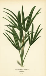 Rhapis excelsa (Trachycarpus excelsus). Chromolithograph z ilustracji Desire Bois z filmu Ulubione kwiaty ogrodu i szklarni Edwarda Stepa, Frederick Warne, Londyn