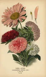 Odmiany astry chińskie, Callistephus x sinensis.