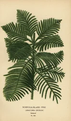 Sosna kucharska, Araucaria columnaris. (sosna norfolk, Araucaria excelsa). Chromolithograph z ilustracji Desire Bois z filmu Ulubione kwiaty ogrodu i szklarni Edwarda Stepa, Frederick Warne, Londyn