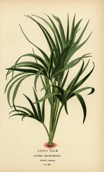 Palma kędzierzawa, Howea belmoreana. Wrażliwy. Chromolithograph z ilustracji Desire Bois z filmu Ulubione kwiaty ogrodu i szklarni Edwarda Stepa, Frederick Warne, Londyn