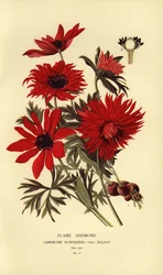 Zawilec ognisty, Anemone hortensis.