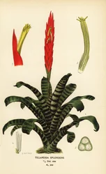 Płonący miecz, Vriesea splendens (Tillandsia splendens). Chromolitografia z ilustracji B. Herincqa z książki Ulubione kwiaty ogrodu i szklarni Edwarda Stepa, Frederick Warne, Londyn