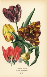 Garden tulip, Tulipa gesneriana. Chromolithograph from an illustration by Desire Bois from Edward Step’s Favourite Flowers of Garden and Greenhouse, Frederick Warne, London   1411485   pl       polish Successfully Translated  Original: Open channel (in the