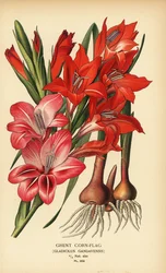 Gandawa kukurydziana, Gladiolus x gandavensis. Chromolithograph z ilustracji Desire Bois z filmu Ulubione kwiaty ogrodu i szklarni Edwarda Stepa, Frederick Warne, Londyn