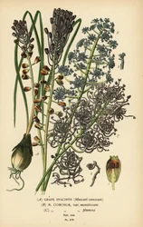 Szafirek, Leopoldia comosa (Muscari comosum, var. monstrosum, var. plumosa). Chromolithograph z ilustracji Desire Bois z filmu Ulubione kwiaty ogrodu i szklarni Edwarda Stepa, Frederick Warne, Londyn