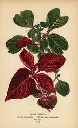 Odmiany krwiolistne Herbsta, Iresine herbstii a) var. acuminata, b) var. aureore-reticulata. Chromolithograph z ilustracji Desire Bois z filmu Ulubione kwiaty ogrodu i szklarni Edwarda Stepa, Frederick Warne, Londyn