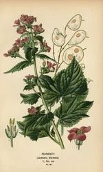 Uczciwość, Lunaria annua.