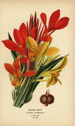 Indian shot, hybrydy Canna indica. Chromolithograph z ilustracji Desire Bois z filmu Ulubione kwiaty ogrodu i szklarni Edwarda Stepa, Frederick Warne, Londyn
