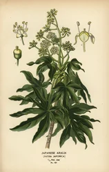 Japońska aralia lub papiernia o błyszczących liściach, Fatsia japonica.