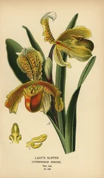 Storczyk pospolity, Paphiopedilum insigne (Cypripedium insigne). Chromolithograph z ilustracji Desire Bois z filmu Ulubione kwiaty ogrodu i szklarni Edwarda Stepa, Frederick Warne, Londyn