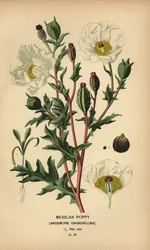 Mak meksykański, Argemone grandiflora.
