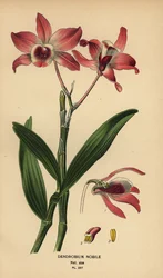Szlachetna orchidea dendrobium, dendrobium nobile. Chromolithograph z ilustracji Desire Bois z filmu Ulubione kwiaty ogrodu i szklarni Edwarda Stepa, Frederick Warne, Londyn