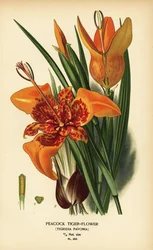 Tygrysówka pawia, Tigridia pavonia. Chromolitografia według ilustracji Désiré Bois z książki Edwarda Stepa Favourite Flowers of Garden and Greenhouse, Frederick Warne, Londyn