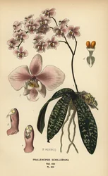 Storczyk Phalaenopsis schilleriana. Chromolitografia z ilustracji B. Herincqa z książki Ulubione kwiaty ogrodu i szklarni Edwarda Stepa, Frederick Warne, Londyn