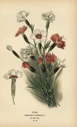 Różowy, goździk śliwkowy.
