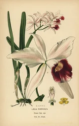 Purpurowa orchidea laelia, Cattleya purpurata (Laelia purpurata). Chromolitografia z ilustracji B. Herincqa z książki Ulubione kwiaty ogrodu i szklarni Edwarda Stepa, Frederick Warne, Londyn