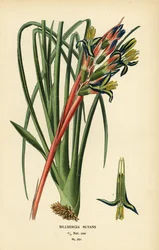 Roślina łez królowej, Billbergia nutans. Chromolithograph z ilustracji Desire Bois z filmu Ulubione kwiaty ogrodu i szklarni Edwarda Stepa, Frederick Warne, Londyn