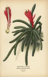Kaktus szczurzy ogon, Disocactus flagelliformis.