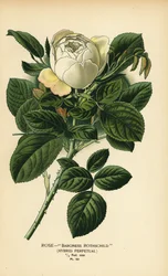 Róża Baroness Rothschild, hybryda wieczysta.
