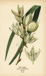 Jedwabna trawa, Yucca filamentosa. Chromolithograph z ilustracji Desire Bois z filmu Ulubione kwiaty ogrodu i szklarni Edwarda Stepa, Frederick Warne, Londyn